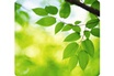 Fellowes FEUILLES