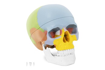 Maquette Helloshop26 Maquette anatomique du crâne humain grandeur nature en couleurs 14_0002415