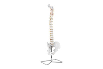 Maquette Helloshop26 Maquette anatomique pelvis humain avec colonne vertébrale grandeur nature 14_0002428