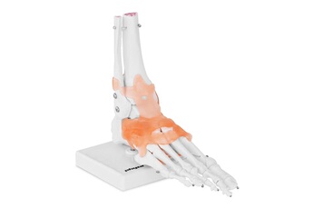 Maquette Helloshop26 Maquette anatomique pied humain avec ligaments et articulations grandeur nature 14_0002430