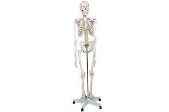 Maquette Helloshop26 Modèle anatomique du squelette humain 181,5 cm grandeur nature sur roulettes graphique d enseignement crâne ouvrant squelette anatomique modèle médica