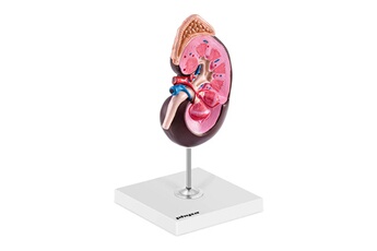 Maquette Helloshop26 Maquette anatomique du rein humain agrandissement par un facteur de 1,5 14_0000258