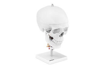 Maquette Helloshop26 Maquette anatomique du crâne humain avec 7 vertèbres cervicales et cerveau grandeur nature 14_0002413