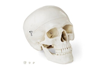 Maquette Helloshop26 Maquette anatomique grandeur nature du crâne humain blanche 14_0002414