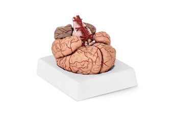 Maquette Helloshop26 Maquette anatomique grandeur nature cerveau humain 14_0002391