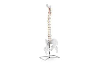 Maquette Helloshop26 Maquette anatomique pelvis humain avec colonne vertébrale grandeur nature 14_0002427