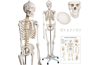 Maquette Jago Modèle anatomique du squelette humain - 181,5 cm, grandeur nature, sur roulettes, graphique d'enseignement, crâne ouvrant