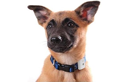 Capteur Connecte Bewell Connect Collier Gps Pour Animaux My Companion Gsm Gprs Darty Capteur Connecte Bewell Connect Collier Gps Pour Animaux My Companion Gsm Gprs Darty