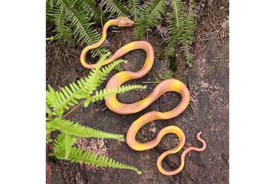 Avoir Images Jouets Educatifs Generic Nouveau Caoutchouc Serpent Jouets actualisé salutations