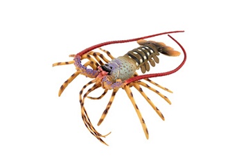 Autre jeux éducatifs et électroniques AUCUNE Lobster lifelike kids pretend play toy simulated marine creatures collection