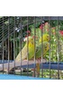 Ferplast Cage pour canaris et autres petits oiseaux exotiques PALLADIO 4, Design élégant avec toit panoramique, accessoires et mangeoires tournantes, métal photo 4