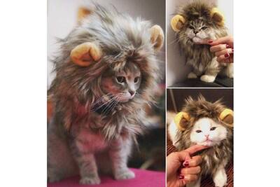 Deguisements Totalcadeau Costume De Lion Pour Chat Et Petit Chien Deguisement Darty Deguisements Totalcadeau Costume De Lion Pour Chat Et Petit Chien Deguisement Darty