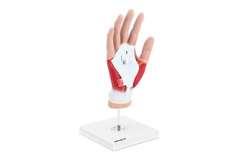 Maquette Helloshop26 Maquette anatomique de la main humaine avec dégénérescence musculaire en 4 parties grandeur nature 14_0002398