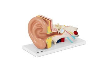Maquette Helloshop26 Maquette anatomique de l'oreille humaine en 4 parties 2 fois la taille réelle 14_0002394
