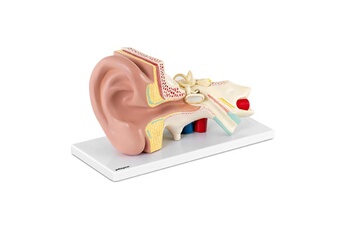 Maquette Helloshop26 Maquette anatomique de l'oreille humaine en 4 parties amovibles 3 fois la taille réelle 14_0002395