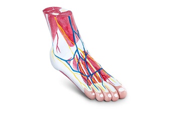Maquette Helloshop26 Maquette anatomique des muscles du pied en 3 parties grandeur nature dégénérescence musculaire 14_0002405