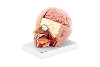 Maquette Helloshop26 Maquette anatomique de la tête et du cerveau humain en 4 parties amovibles grandeur nature 14_0002400