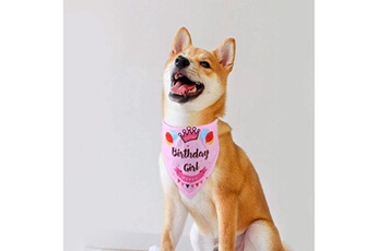 Bavoirs Wewoo Echarpe d'anniversaire de chien de bavoir d'animal familier 4 pcs (rose)