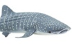 Safari Ltd Safari requin-baleine junior 18 cm caoutchouc blanc/gris photo 1