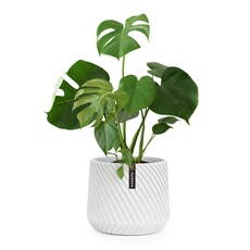 Acheter Pot de fleurs Fox & Fern Heusden fait à la main- en polystone - 25 cm - Gris Bon état - 36,99 € Pot de fleurs Fox & Fern Heusden fait à la main- en polystone - 25 cm - Gris Bon état - Blumfeldt reconditionné disponible sur Darty